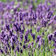 Lavendel-<br>extrakt