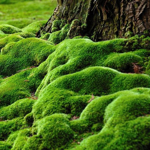 Frisches grünes Moos in Nahaufnahme